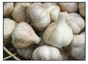 Garlic Bulbs