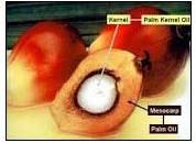 Palm Kernels