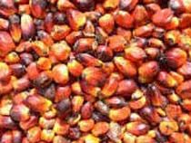 palm oil
