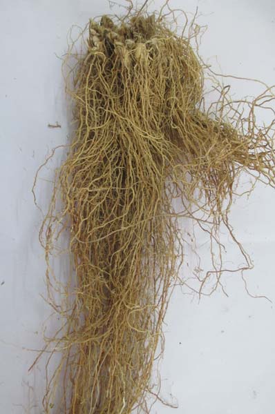 Dried Andropogon Muricatus Roots
