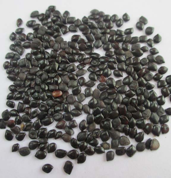 Dried Cassia Absus Seeds