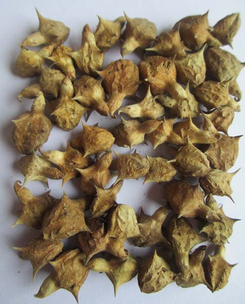 Dried Pedalium Murex