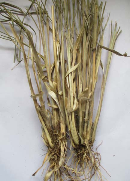 Dried Cymbopogon Citratus