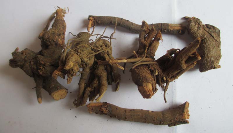 Dried Plumbago Indica Roots