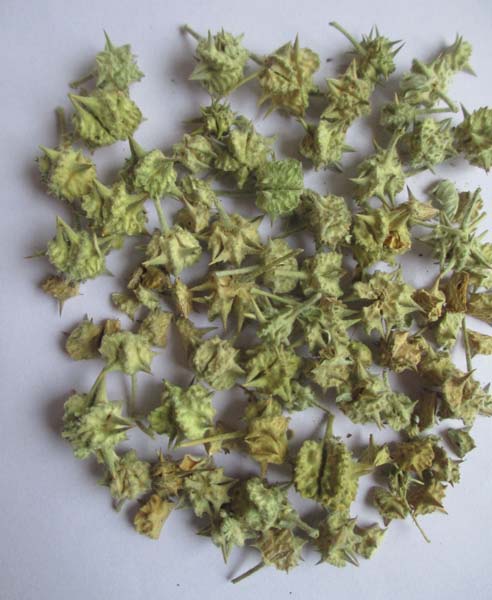 Dried Tribulus Terrestris