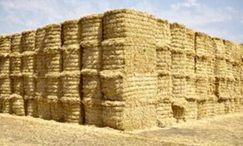 Fodder ( Alfalfa, Barley, Birdsfoot Trefoil, Brassica  Fescue, Kale Etc.)