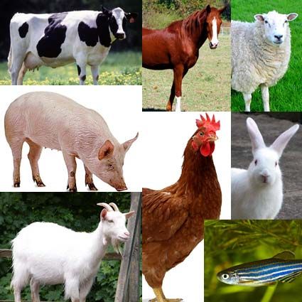 Livestock ( Cows , Sheep, Goats, Dogs, Chicken, Pigs, Rabbits