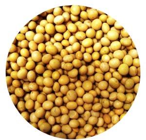 Common Organic Soybean Seeds, for Human Consumption, Packaging Type : Plastic Bags, Sack Bags