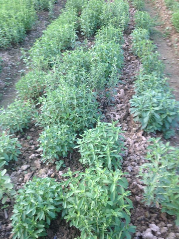 Stevia Plants