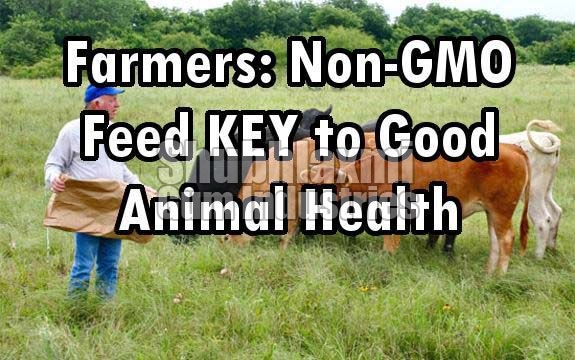 NON-GMO Animal Feed Guar Korma