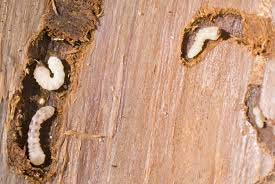 Wood Borer Control Service