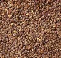 Medicinal Plant Seeds