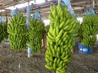 Fresh Cavendish Banana