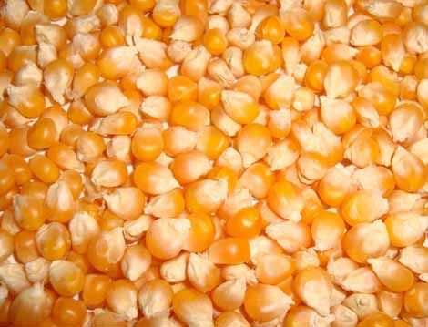 yellow maize seeds