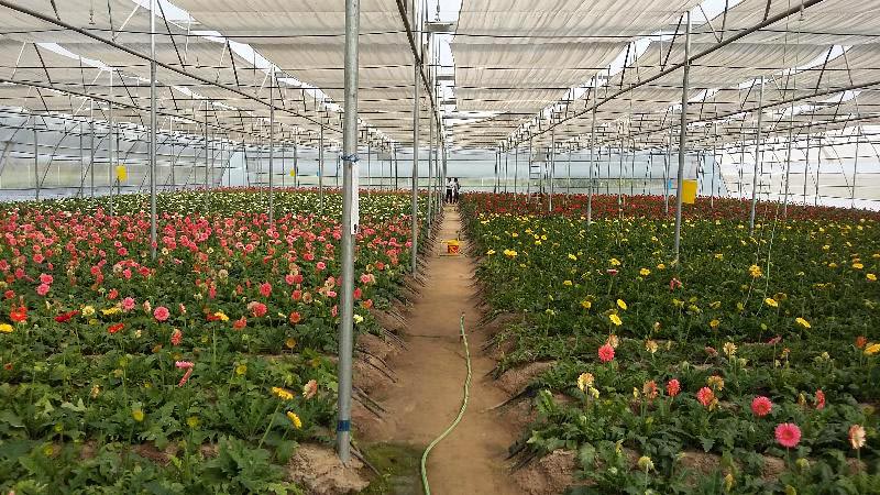 Services Gerbera Cultivation In Polyhouse In Jalandhar Offered By Srijagat Poly House Co Id 1365450