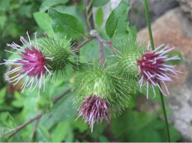 Arctium Lappa Linne Extract