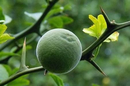 Bitter Orange Extract