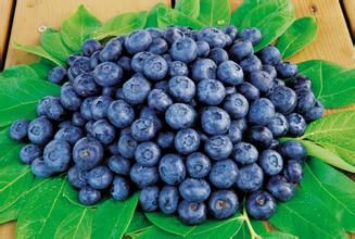 Blueberry Extract