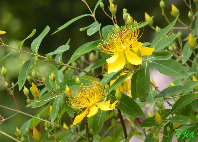 St. Johns Wort Extract