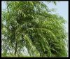 White Willow Bark Extract