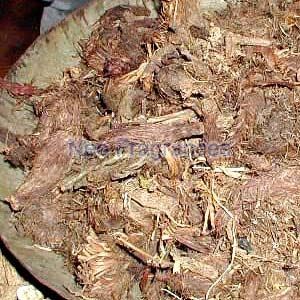 Spike Nard Oil/ Jatamasi Oil.