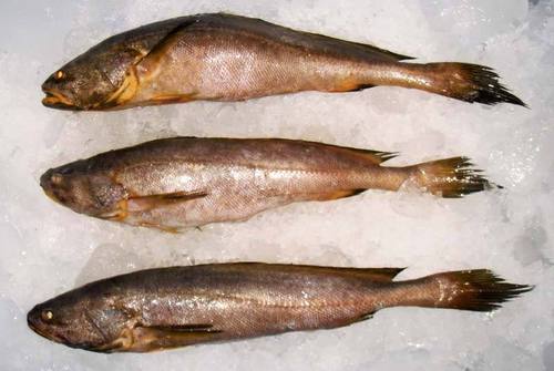 Frozen Mouth Croaker Fishes, for Human Consumption, Packaging Type : Plastic Crates, Thermocole Box