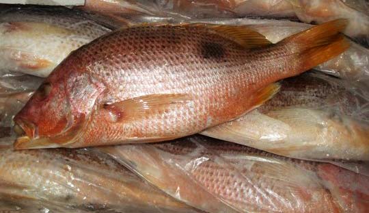 Frozen Red Snapper Fishes