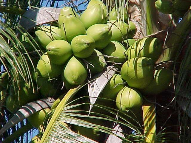 fresh tender coconut