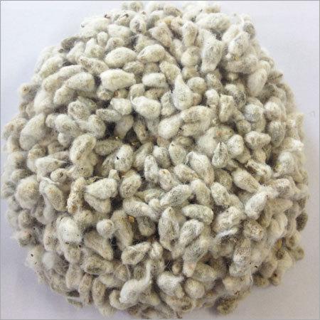 Spicewell cotton seeds