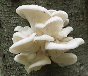 THANUJA FARM Oyestar Mushrooms, Color : white