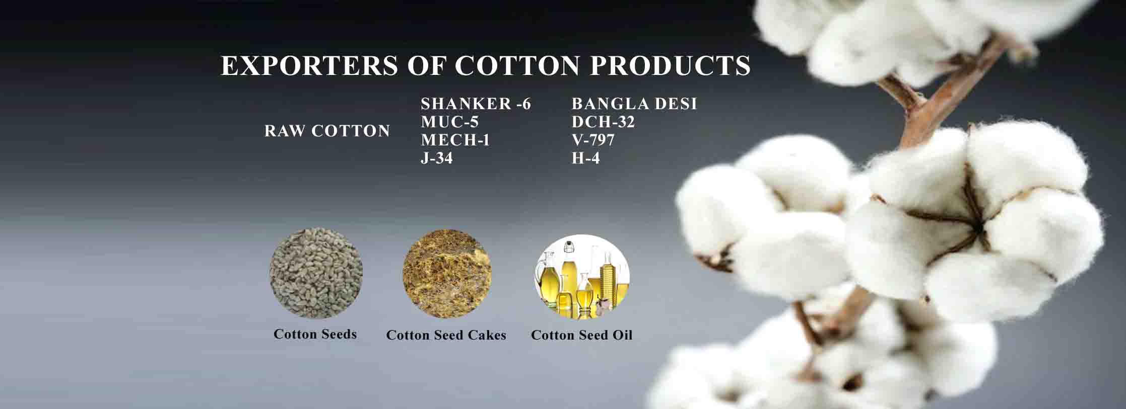 Raw cotton