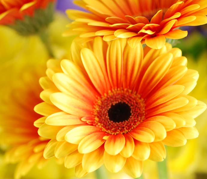 Fresh Gerbera Flower