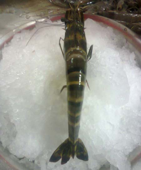 Tiger Scrimps (prawns)