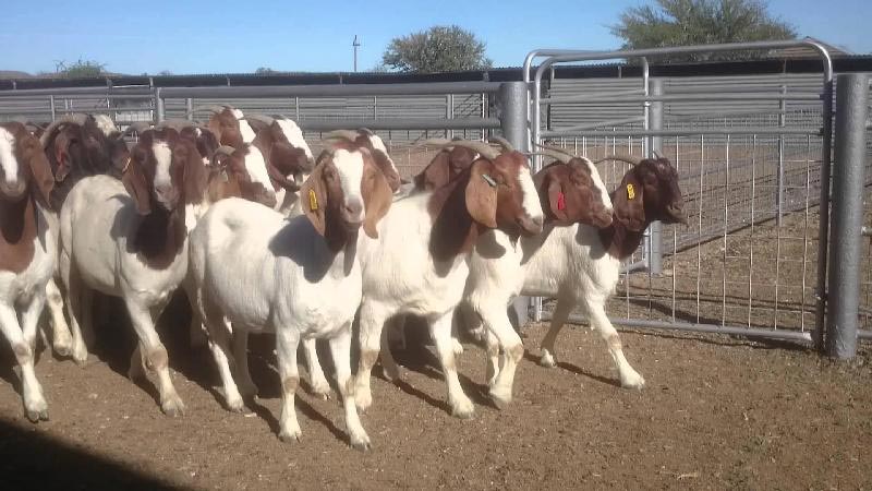 100% Full Blood Boer Goats, Live Sheep, Cattle, Lambs and Cows