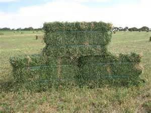 Alfalfa Hay Bales Grade A Lucerne Bales Alfalfa