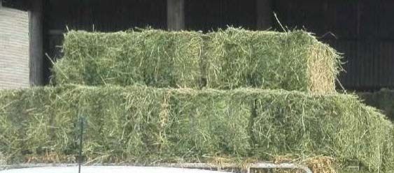 Alfalfa, Timothy, Rhodes, Lucene, Wheat Strow Bales