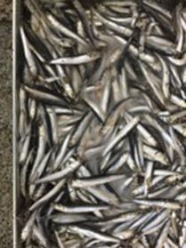 Best Quality Frozen Fresh Anchovy B. Q. F