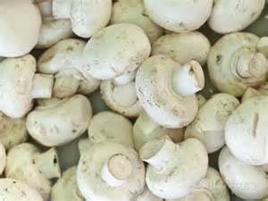 Best Quality Mushroom