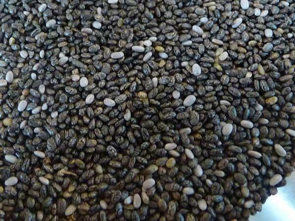 Bulk Chia Seeds