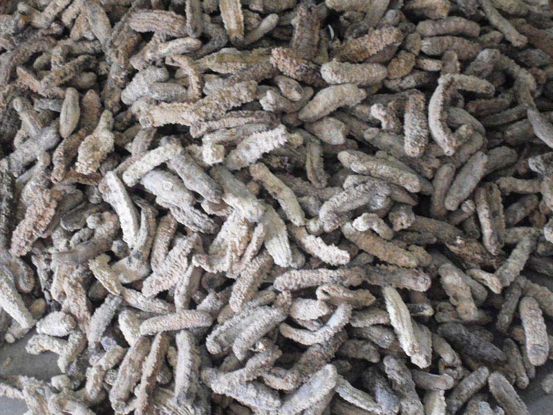 DRIED SEA CUCUMBER Buy dried sea cucumber in Western Cape South Africa