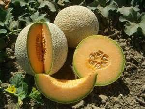 Fresh Melon Cantaloupe