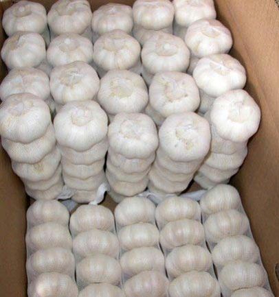 Fresh Pure White Garlic