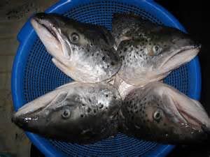 Frozen Fresh Quality Salmon Heads