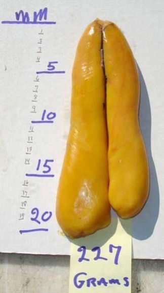 FROZEN MULLET FISH ROE