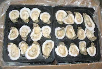 Frozen Oyster