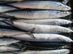 Frozen Pacific Saury
