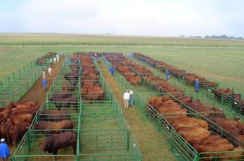 Good Quality Live Cows and Pregnant Holstein Heifers Cow