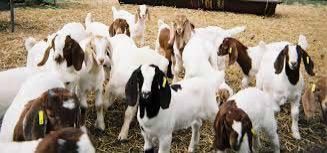 Healthy BOER GOATS, SHEEP AND LAMBS