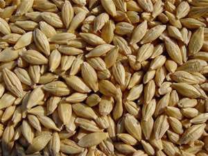 High Quality Healthy Organic Barley Seeds