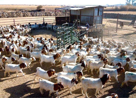 Live Boer Goats For Sale